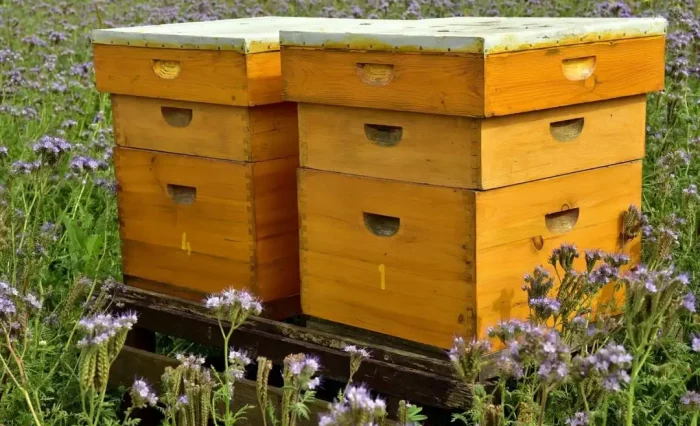 ruche-abeilles